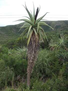 Image of Aloe speciosa Baker