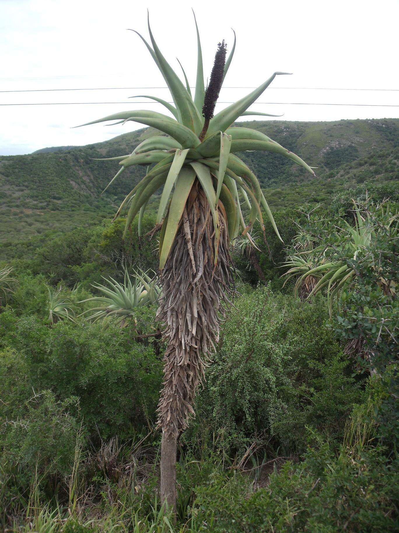 Image of Aloe speciosa Baker