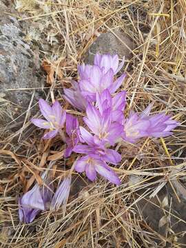 Image of Colchicum feinbruniae K. Perss.