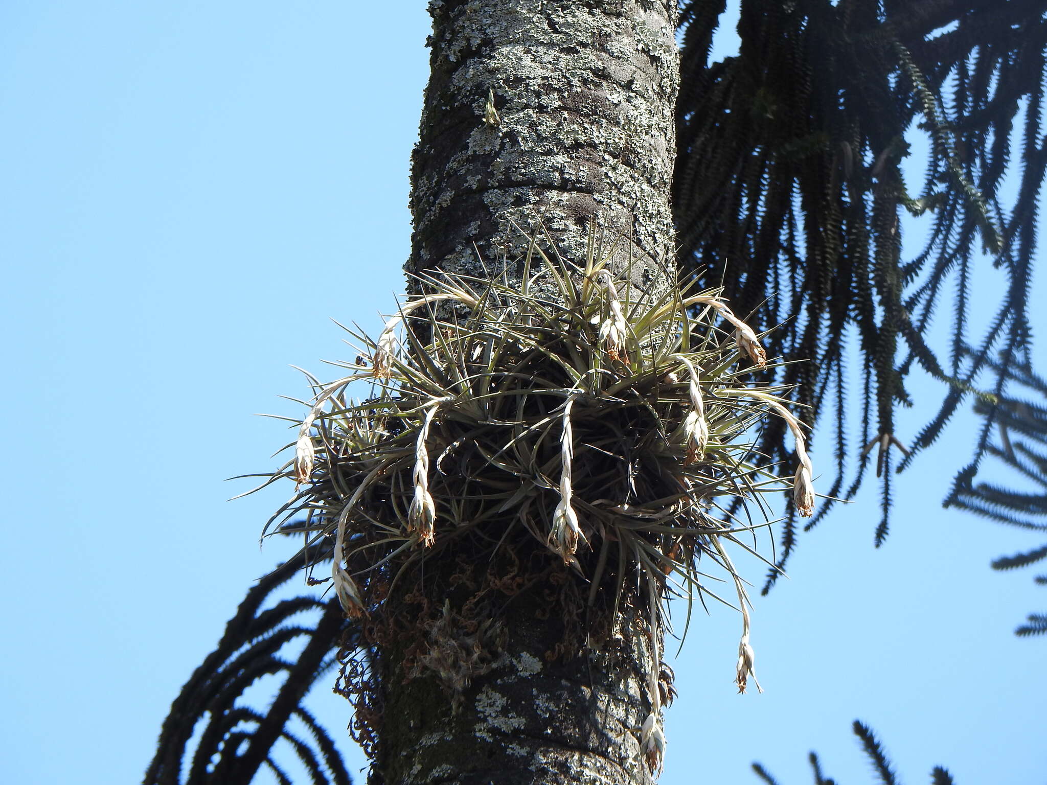 Image of Tillandsia ixioides subsp. ixioides