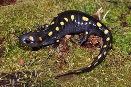 Image of Spotted Salamander