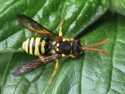 Image of Nomada succincta Panzer 1798