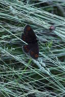 Image of Almond-eyed Ringlet