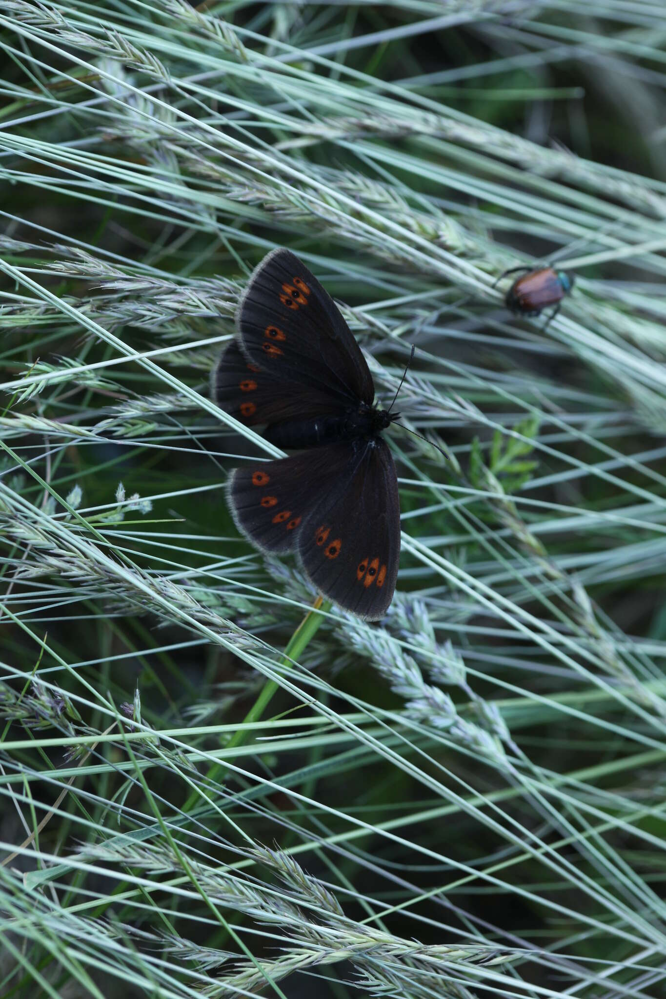 Image of Almond-eyed Ringlet