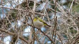 Image of Zosterops virens capensis Sundevall 1850