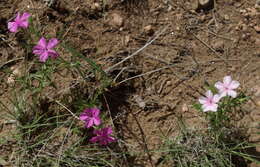 Imagem de Phlox nana Nutt.