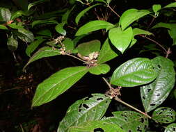 Image of Cordia nodosa Lam.