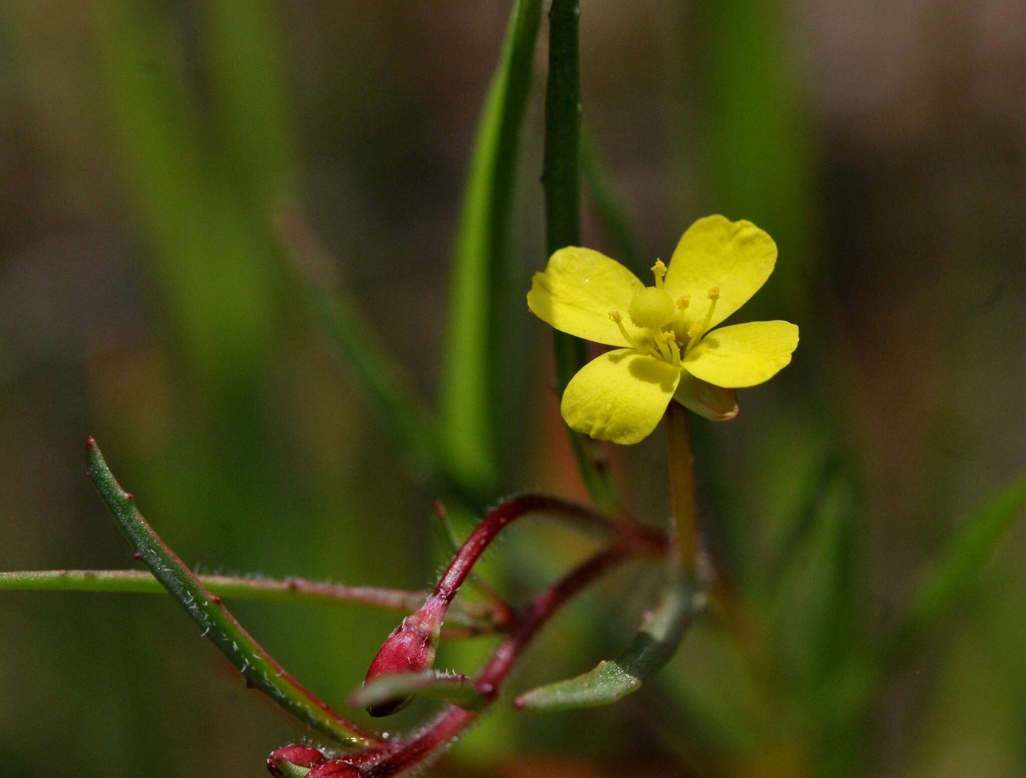 Camissonia contorta (Dougl.) Kearney的圖片