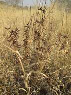 Image of Indigofera cryptantha subsp. cryptantha