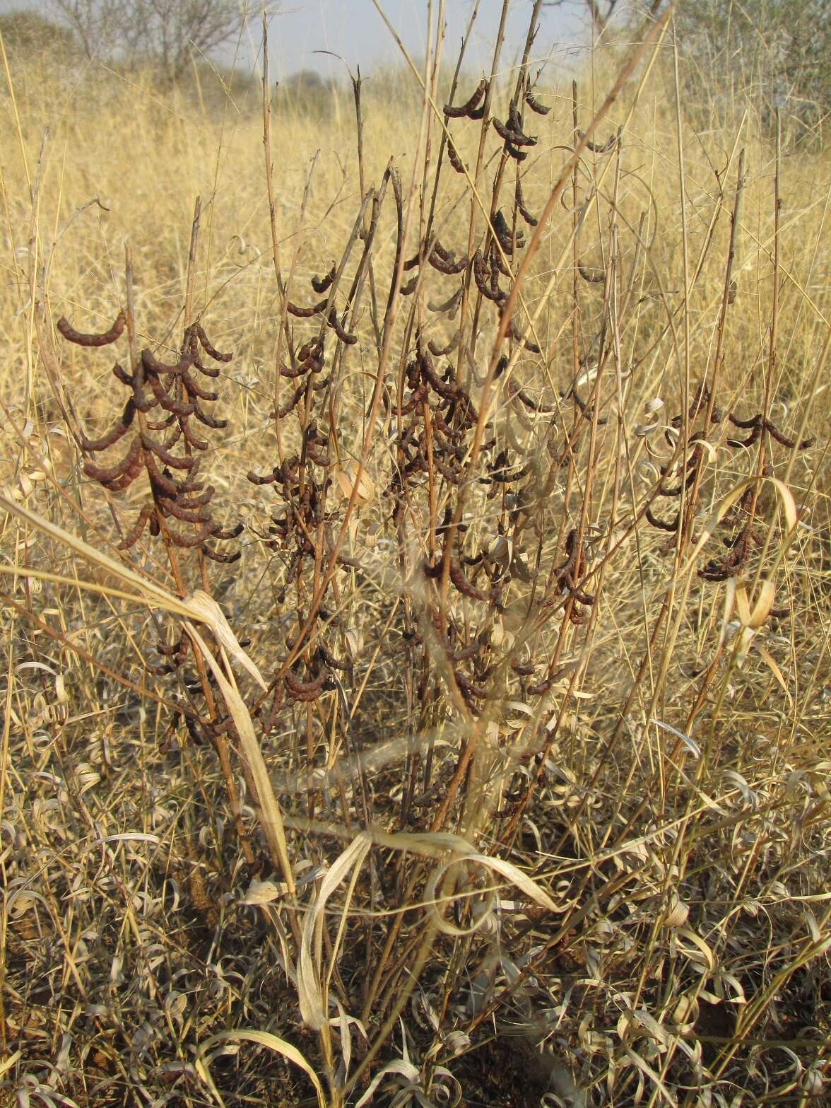 Image of Indigofera cryptantha subsp. cryptantha