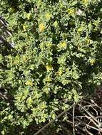 Image of Pimelea serpyllifolia subsp. serpyllifolia