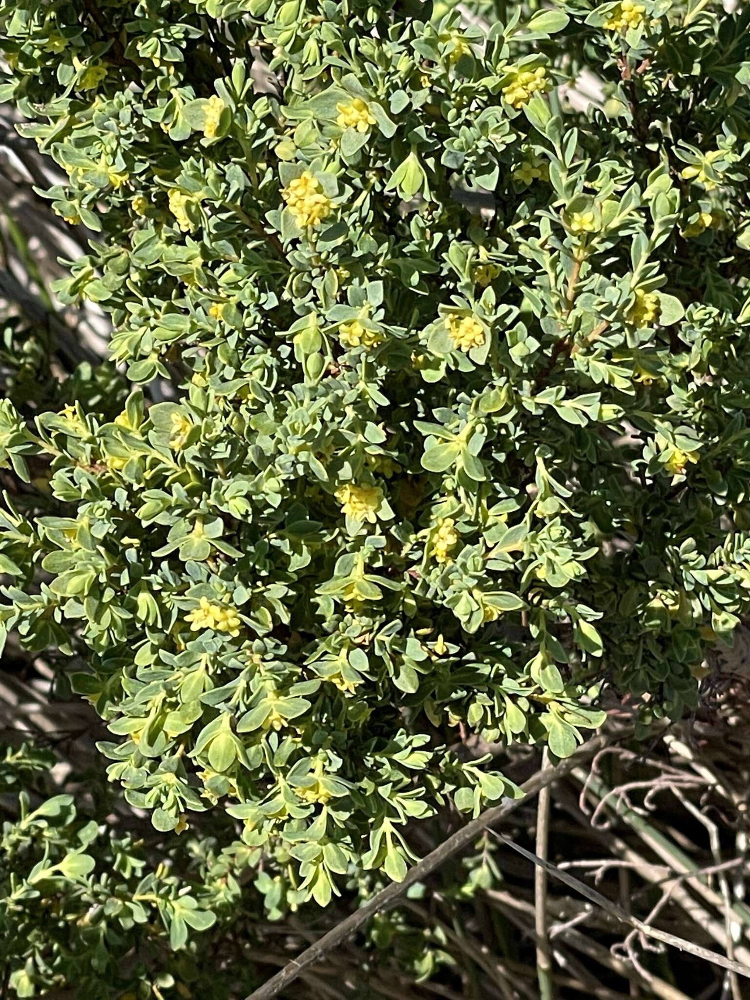 Image of Pimelea serpyllifolia subsp. serpyllifolia