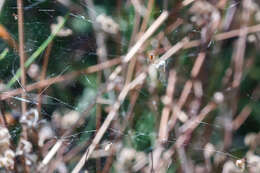 Image of Dewdrop spider