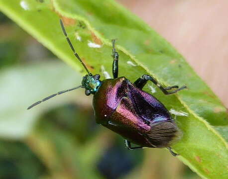 Image of <i>Dorycoris pavonius</i>