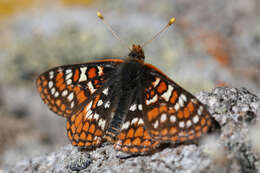 Image de Euphydryas editha (Boisduval 1852)