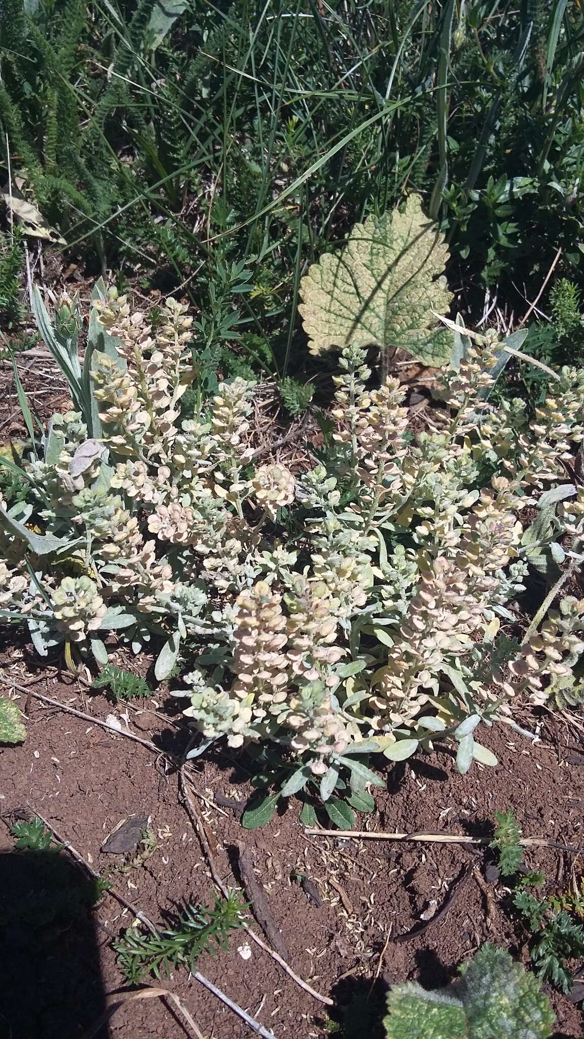 Sivun Alyssum calycocarpum Rupr. kuva