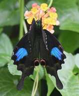 Image of Papilio paris Linnaeus 1758