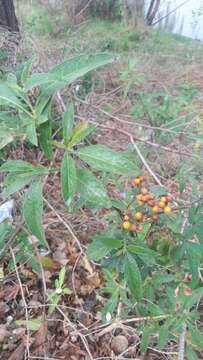 Image of Solanum argentinum Bitter & Lillo