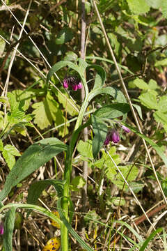 Image of Symphytum officinale subsp. officinale