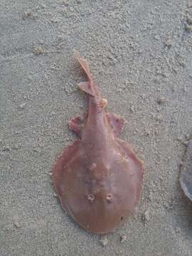 Image of Brown electric ray