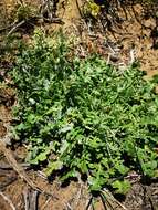 Image of Cleretum lyratifolium