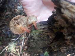 Image of Pholiota multicingulata E. Horak 1983