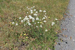 Image of Armeria canescens (Host) Boiss.