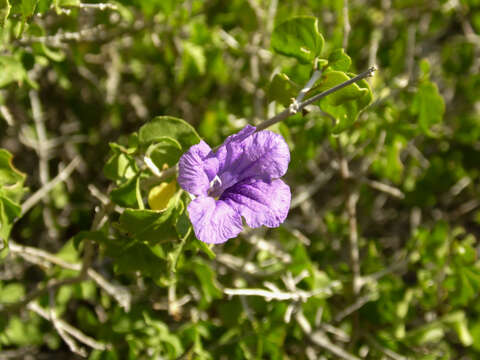 صورة Ruellia californica (Rose) I. M. Johnston