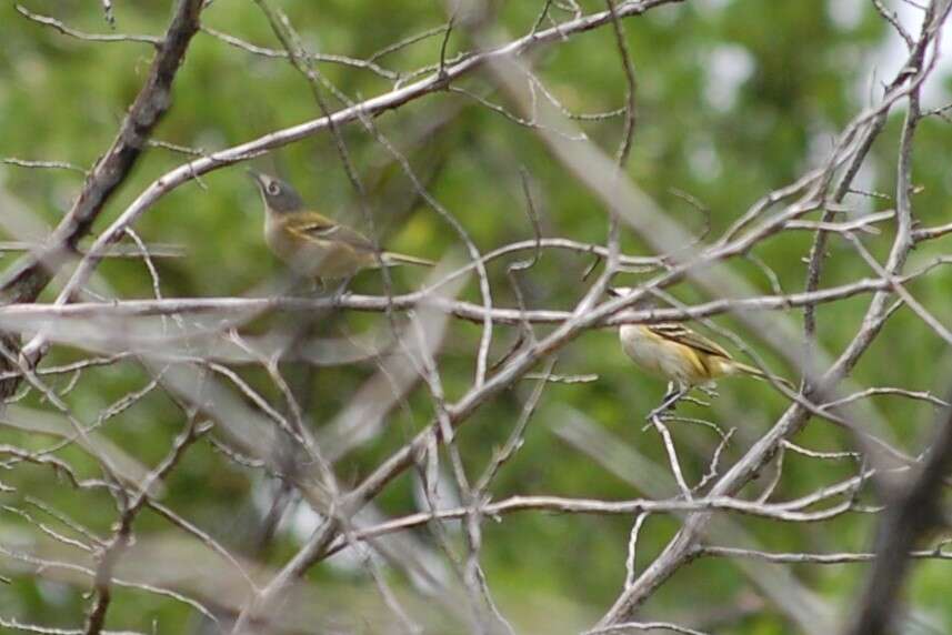 Слика од Vireo atricapilla Woodhouse 1852