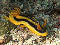 Image of Chromodoris joshi Gosliner & Behrens 1998