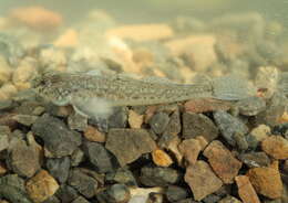 Image of Common Goby