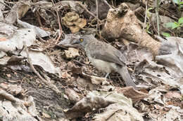 Image of Arrow-marked Babbler