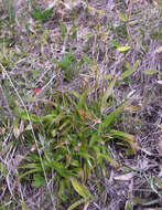 Image of Aletris foliata (Maxim.) Makino & Nemoto