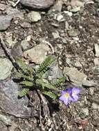 Image de Polemonium pulcherrimum subsp. lindleyi (Wherry) V. Grant