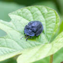 Image of Cyrtonota cyanea (Linnaeus 1758)