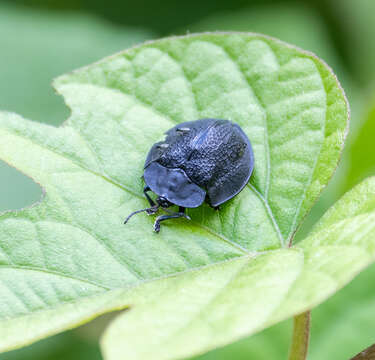 صورة Cyrtonota cyanea (Linnaeus 1758)