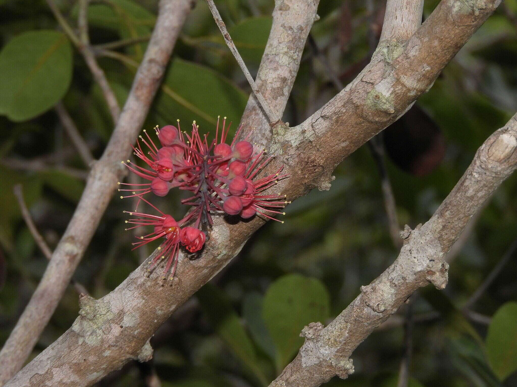 Image of Geissois pruinosa Brongn. & Gris