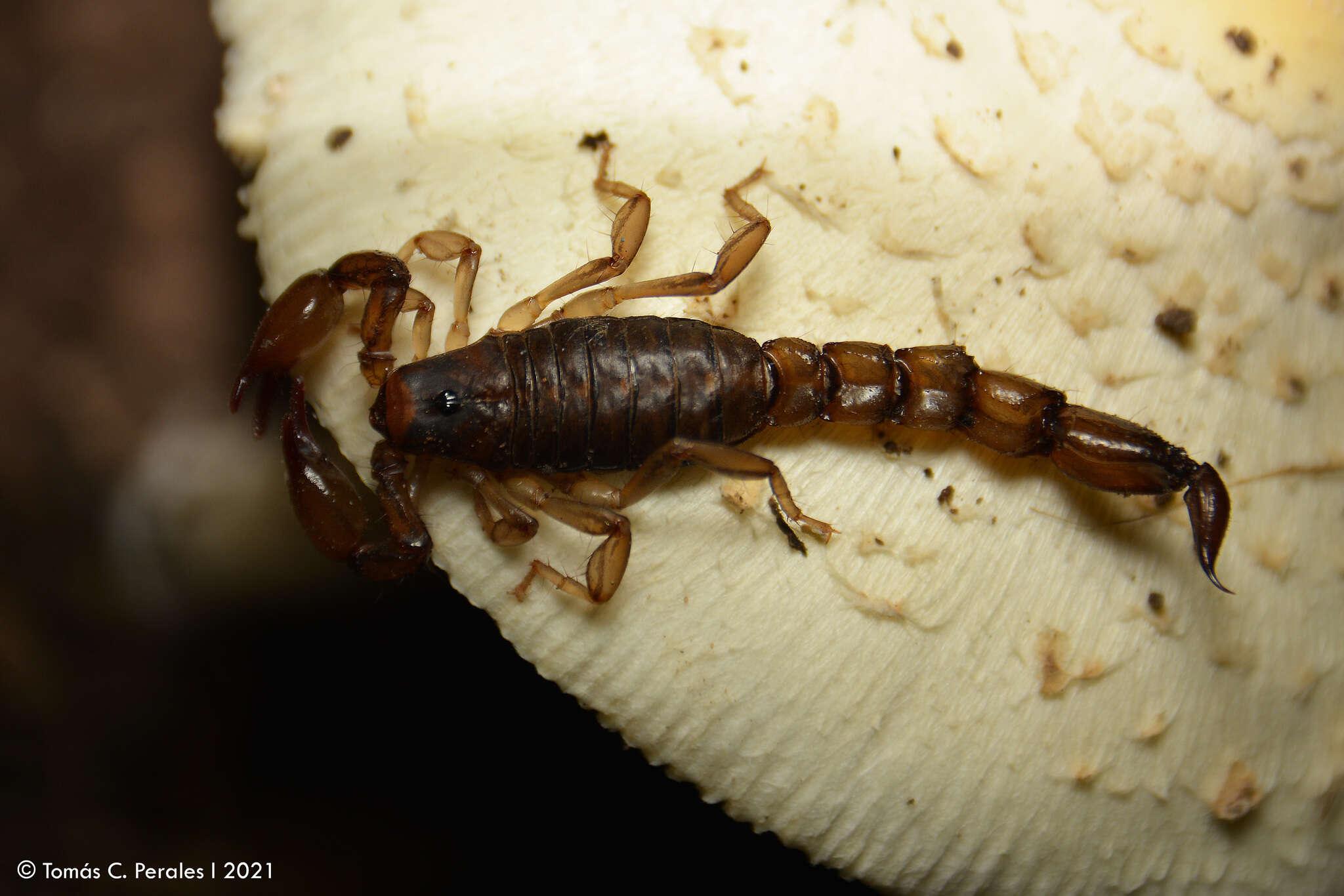 Image of Bothriurus cordubensis Acosta 1955