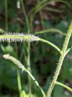 Слика од Hesperis steveniana DC.