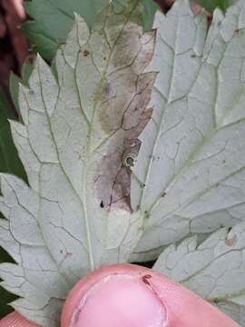 Image of <i>Phytomyza actaeae</i>