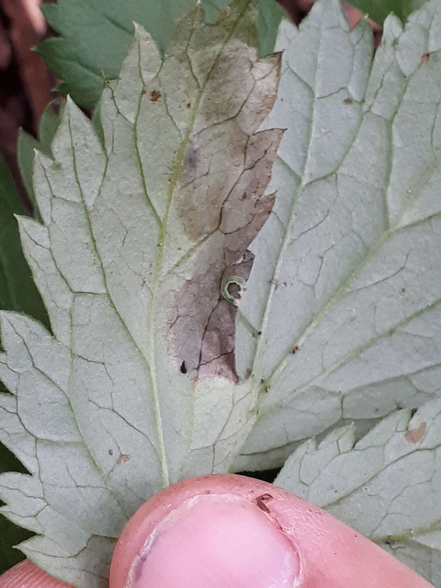 Sivun <i>Phytomyza actaeae</i> kuva