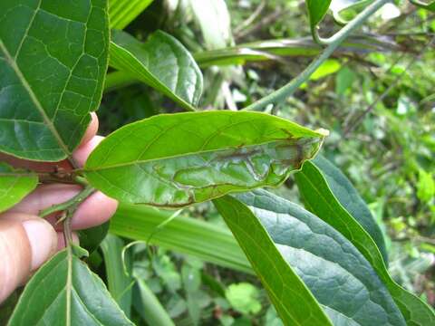 Image of Ehretia cymosa Thonn.