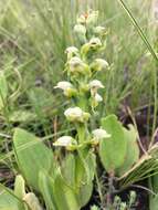 Image of Satyrium microrrhynchum Schltr.