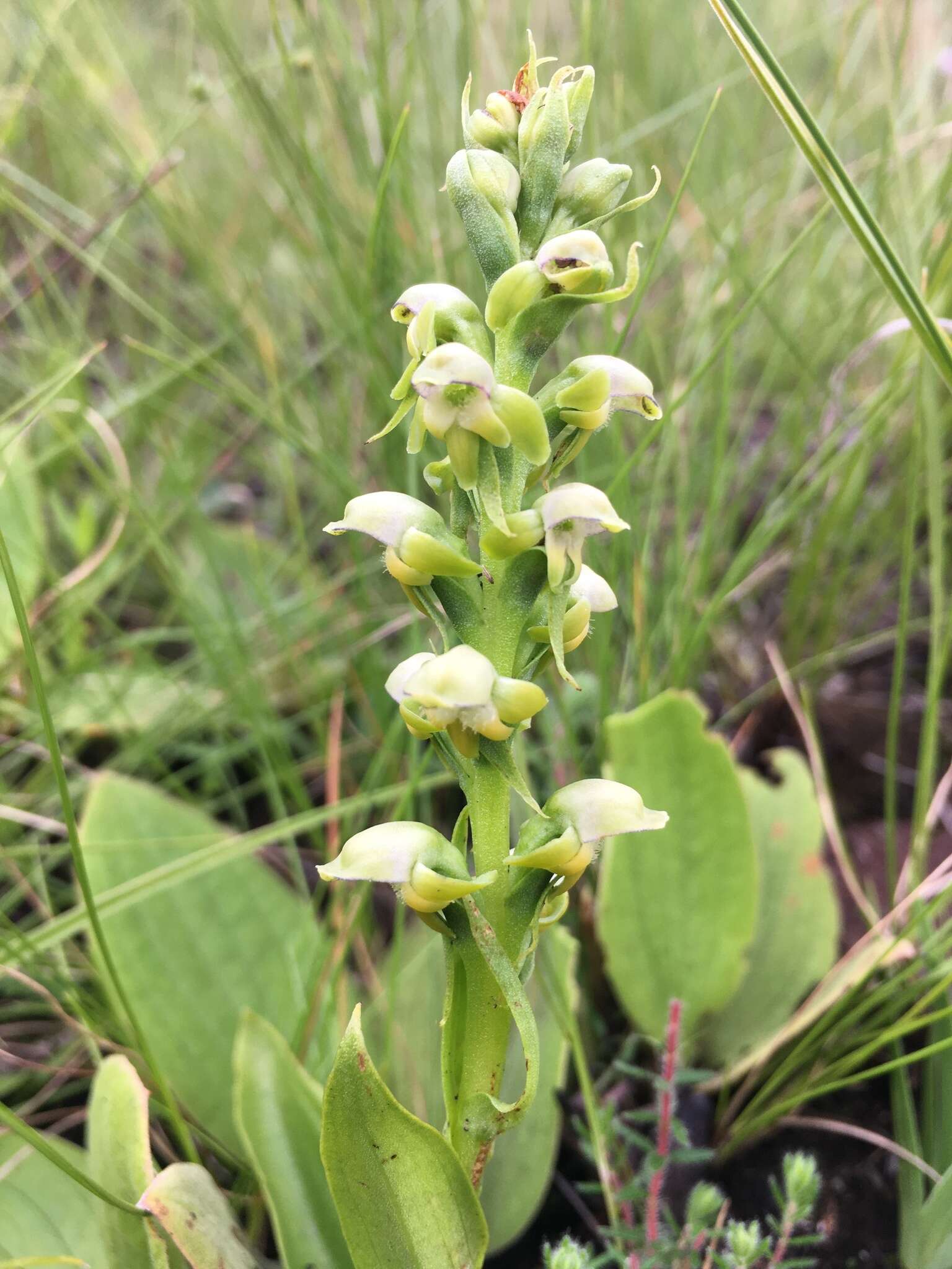 Image of Satyrium microrrhynchum Schltr.