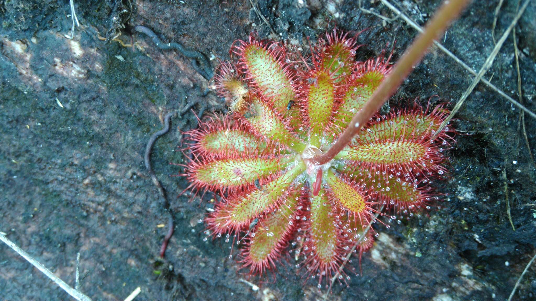 Imagem de Drosera montana var. tomentosa (St. Hil.) Diels