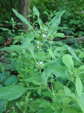 Image of lion's tail