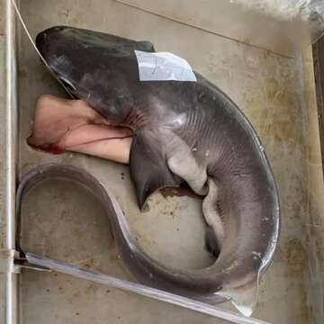 Image of Bigeyed Sixgill Shark