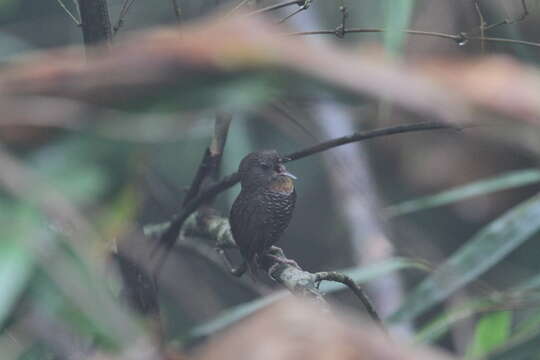 Image of Mishmi Wren-babbler