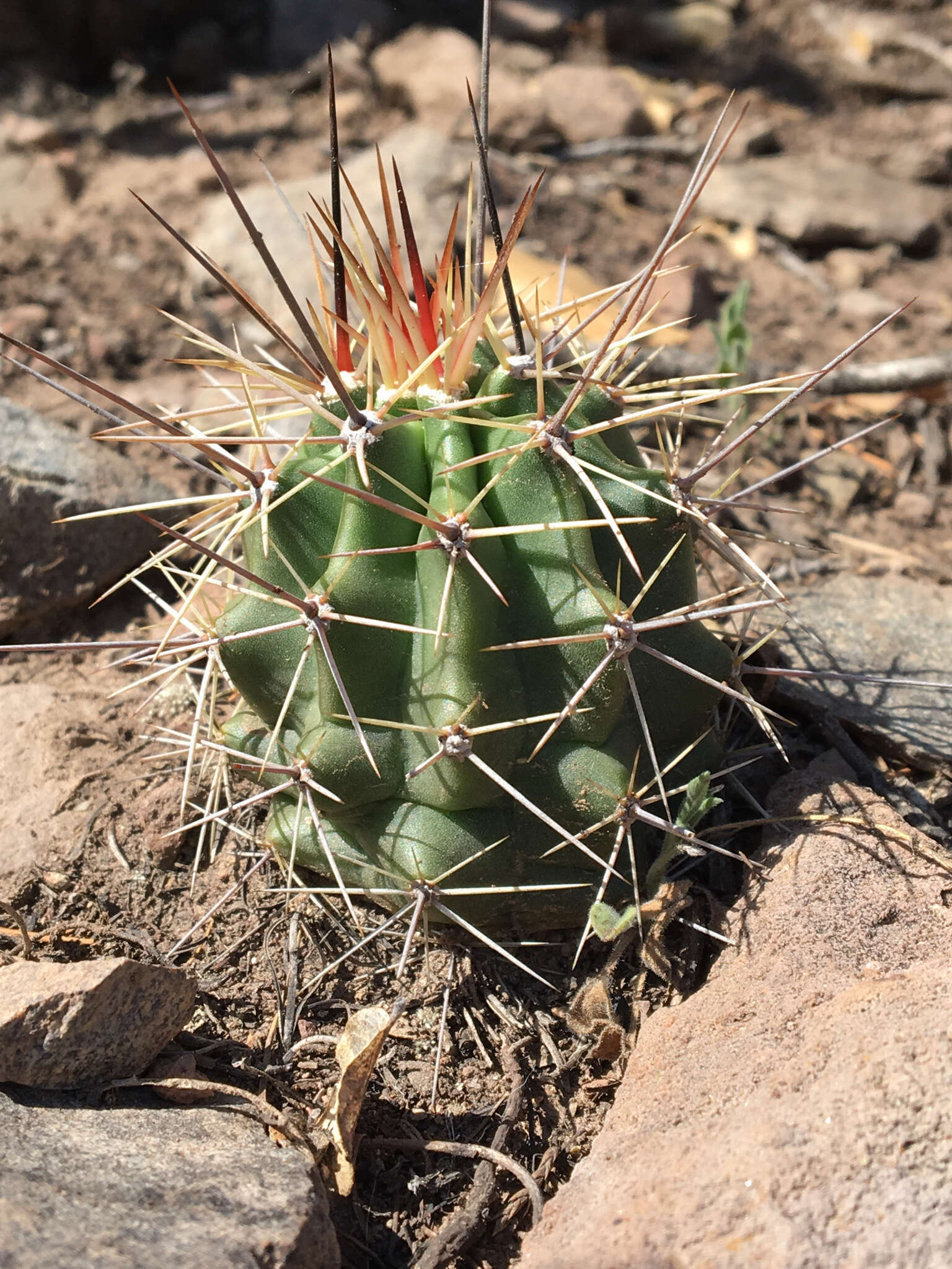 Image of Echinocereus coccineus subsp. transpecosensis