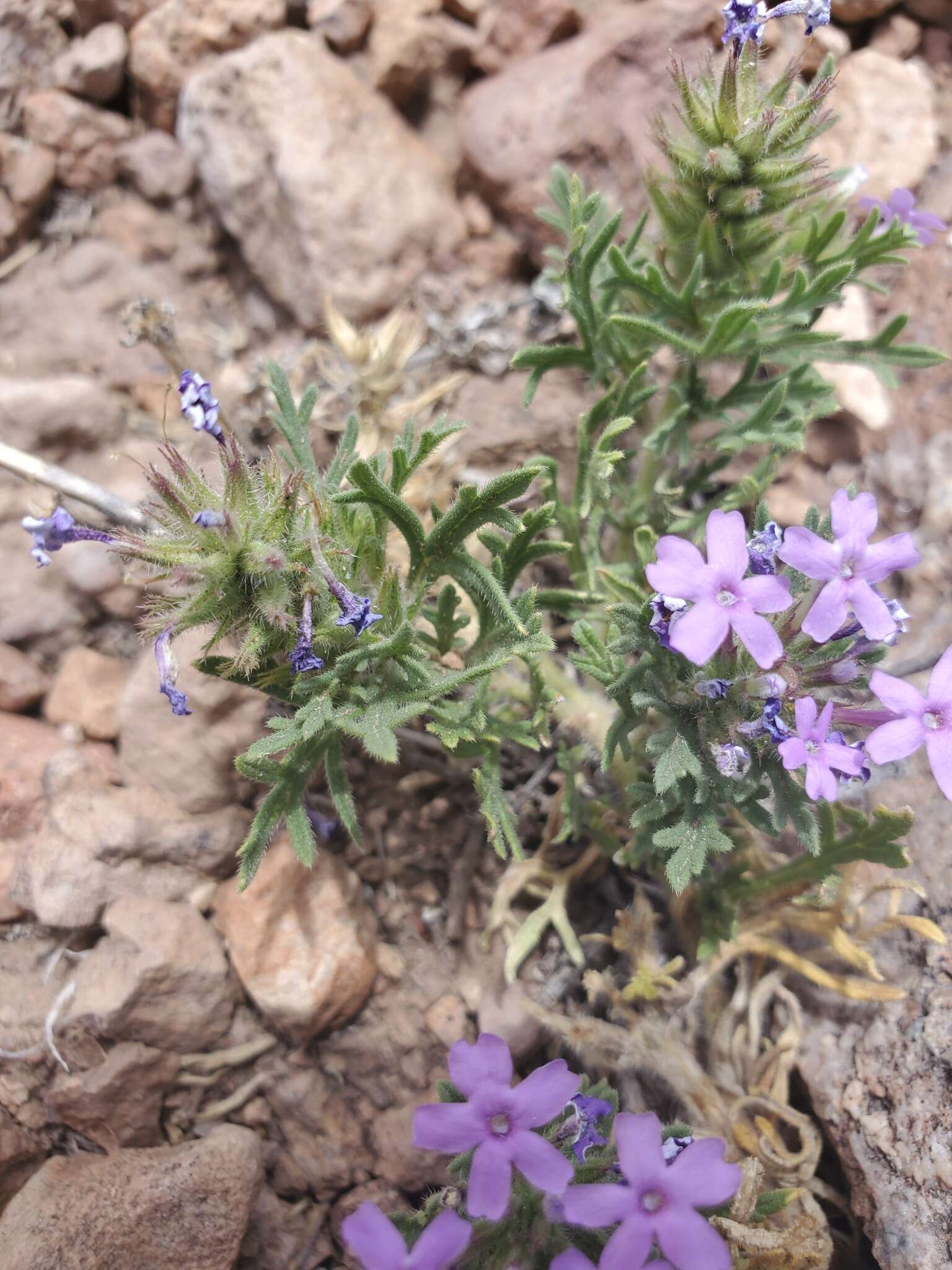 Image of Davis Mountain mock vervain